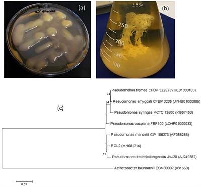 A Glacier Bacterium Produces High Yield of Cryoprotective Exopolysaccharide